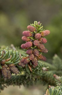 Spanish fir