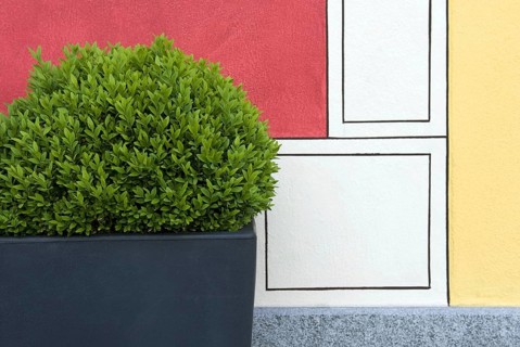 Buxus common box