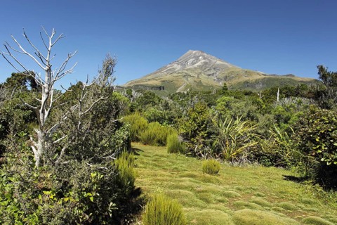 Vegetation on approach to base of stratovolcano