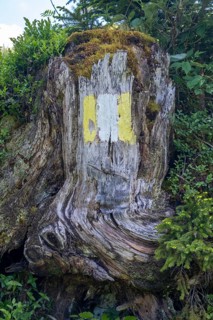 Coloured marker for hiking trail R3 on a tree stump on the Postalm in the Salzkammergut
