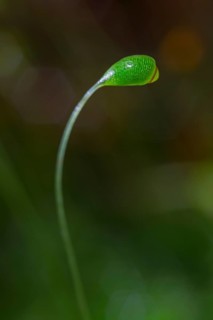 Hairy pear moss