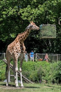 Visitors walk past a giraffe eating grass during feeding time at Planckendael Zoo