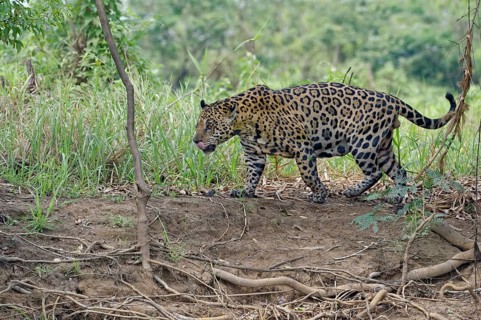 Jaguar