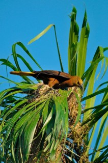 Broad-crested Oropendola with nest