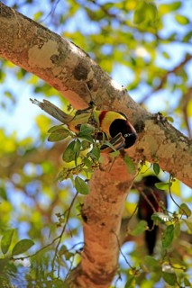 Brown-eared macaw