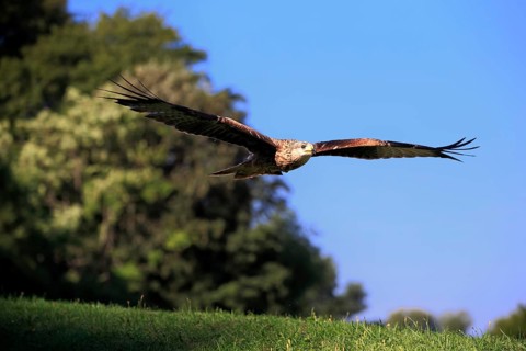 Red Kite