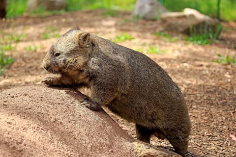 Common common wombat
