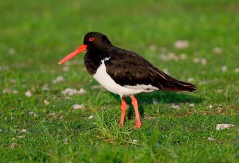 Pied Oystercatcher