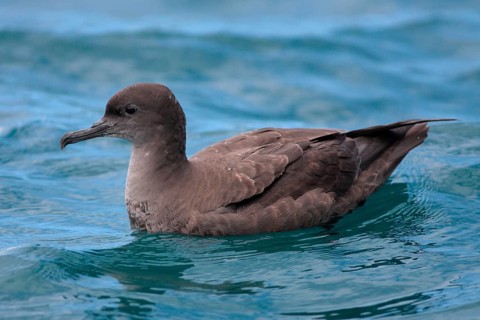 Sooty shearwater