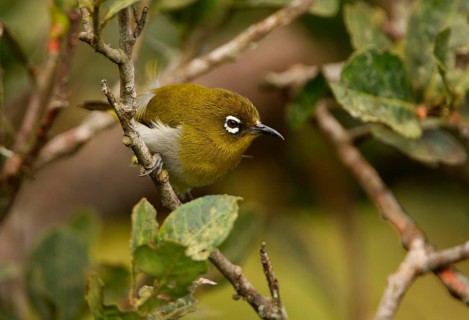 Ceylon White-eye