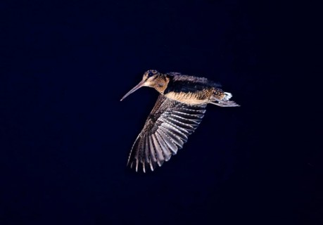 Philippine Snipe