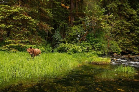 Grizzly Bear