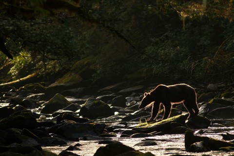 Grizzly Bear