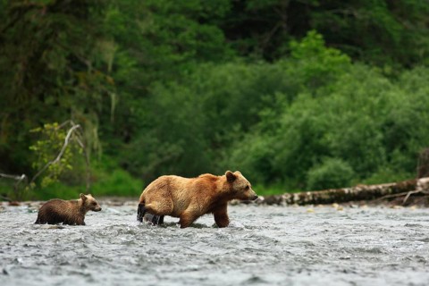 Grizzly bear