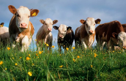 Domestic cattle