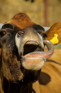 Jersey cow