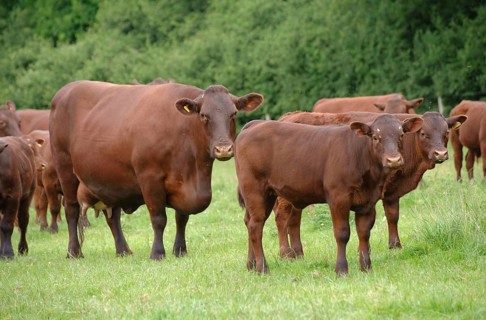Domestic Cattle
