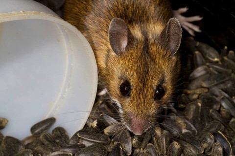 Adult wood mouse