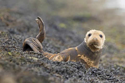Grey Seal