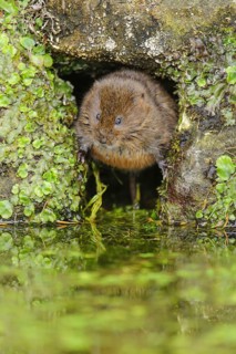 Eastern vole