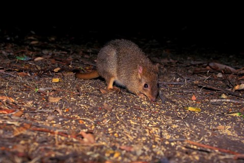 Brush-tailed Rat Kangaroo