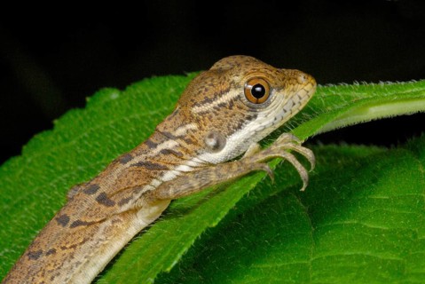 Common Basilisk