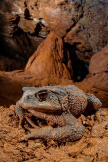 Common Toad