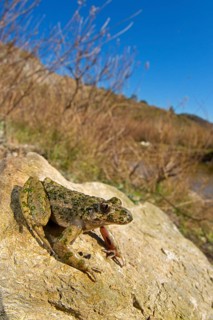 Common parsley frog