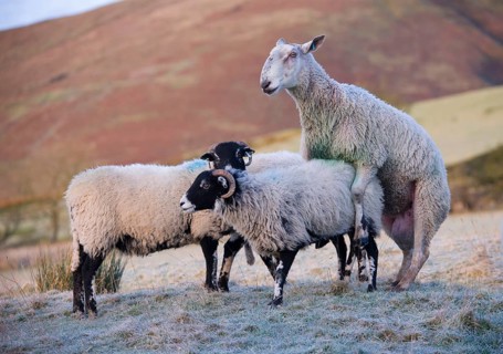 Domestic Sheep