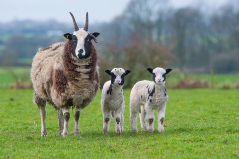 Domestic sheep