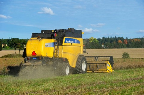 Oilseed Rape