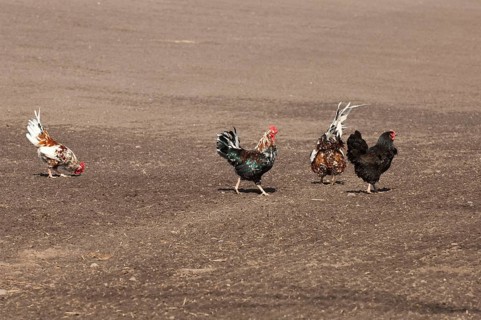 Domestic chickens