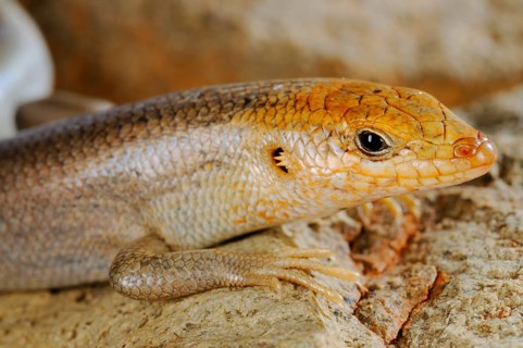 Socotra Skink
