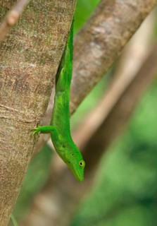 Jamaican Giant Anole