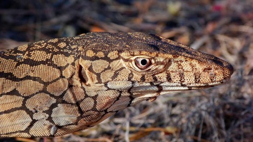 Perentie