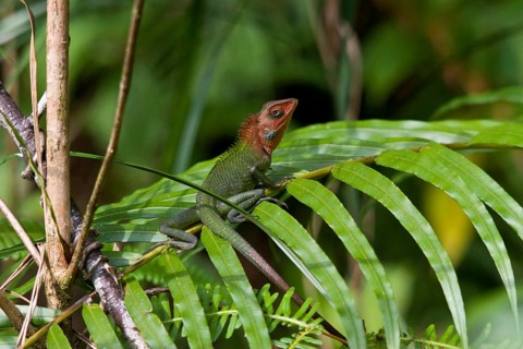 Common green forest lizard