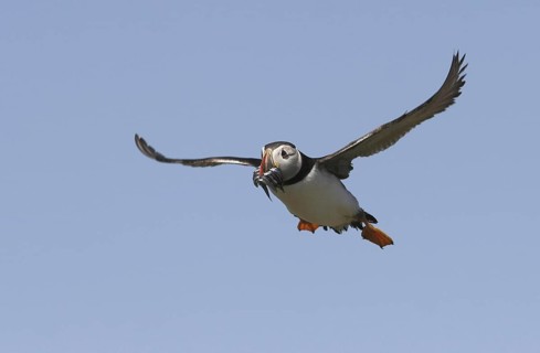 Atlantic Puffin