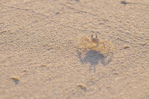Horned Ghost Crab