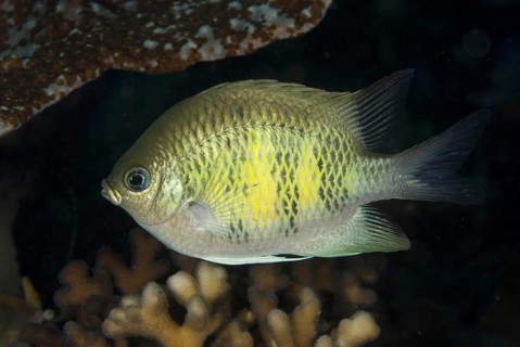 Staghorn Damsel