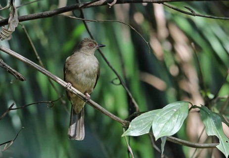 Asian Red-eyed Bulbul