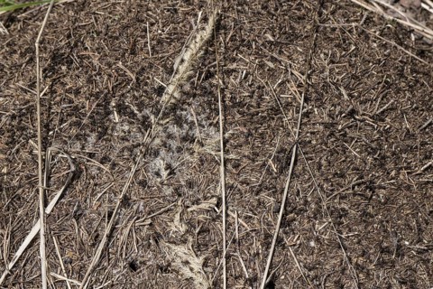 Great Red Wood Ant