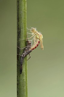 Early damselfly