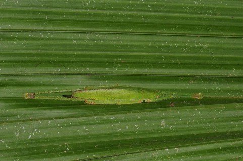 Pyrgomorphic grasshopper