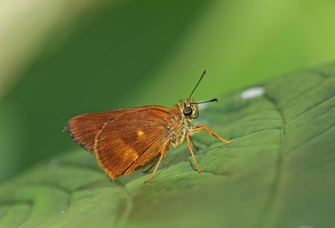 Schaus's Skipper