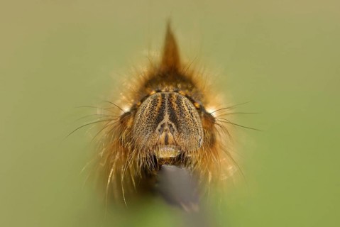 Drinker Moth