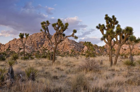 Joshua Tree