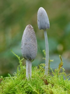 Fruiting body of common inkcap