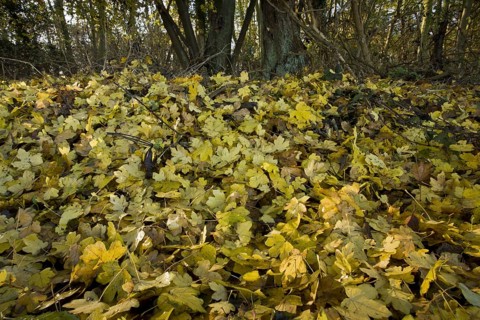 Field maple