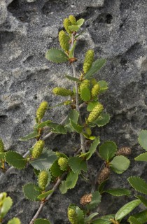 American bog birch