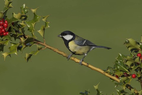 Great Tit